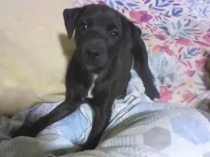 Cachorro raça Viralata idade 2 a 6 meses nome Pretinha