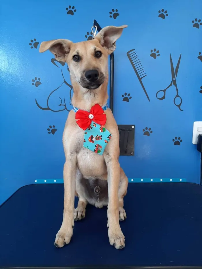 Cachorro raça Srd idade 2 a 6 meses nome Budyy