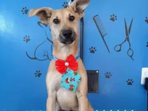 Cachorro raça Srd idade 2 a 6 meses nome Budyy
