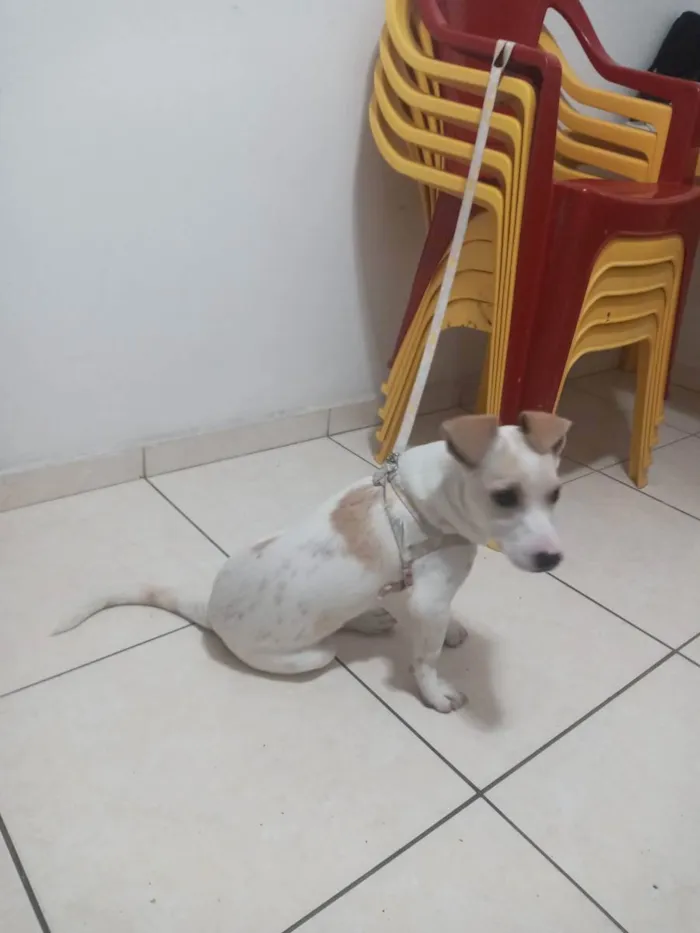 Cachorro ra a Nao tem idade 2 a 6 meses nome Amora