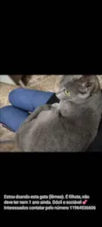 Gata