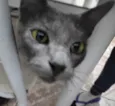 Gata
