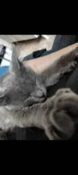 Gata