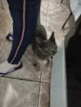 Gata