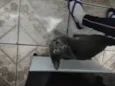 Gata