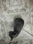 Gata