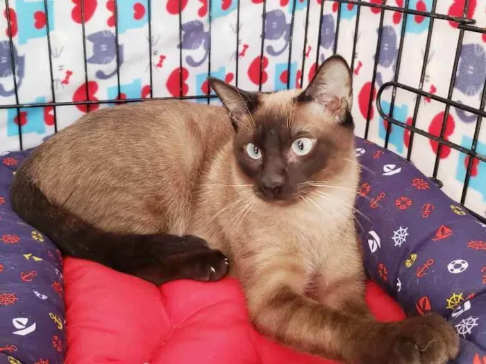 Gato ra a Srd idade 7 a 11 meses nome Ozzy