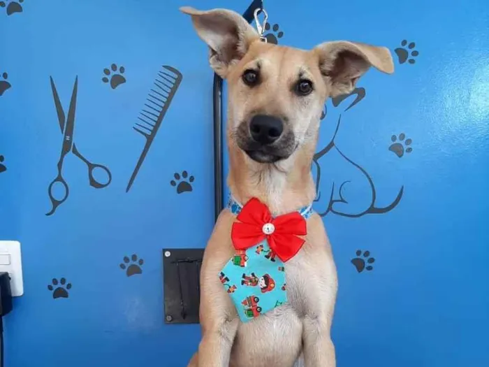 Cachorro raça Srd idade 2 a 6 meses nome Budyy
