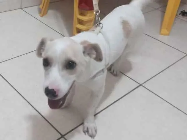 Cachorro ra a Nao tem idade 2 a 6 meses nome Amora