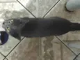 Gata