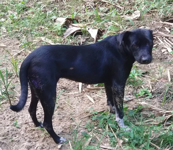 Cachorro ra a Não definida  idade 7 a 11 meses nome Black