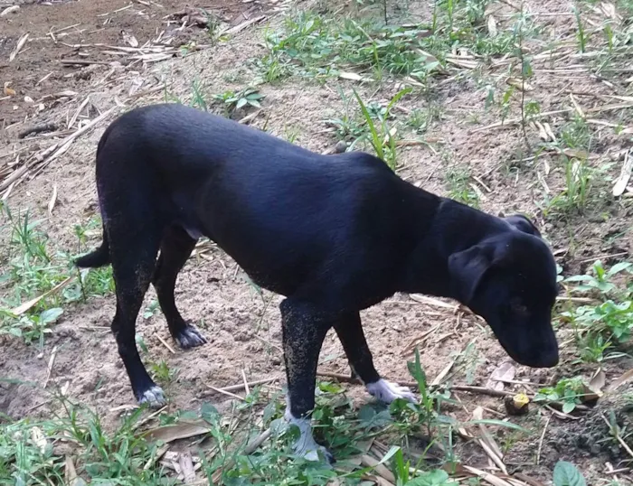 Cachorro ra a Não definida  idade 7 a 11 meses nome Black