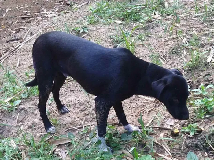 Cachorro ra a Não definida  idade 7 a 11 meses nome Black