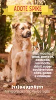 Cachorro raça Sem raça definida  idade 2 anos nome Spike 