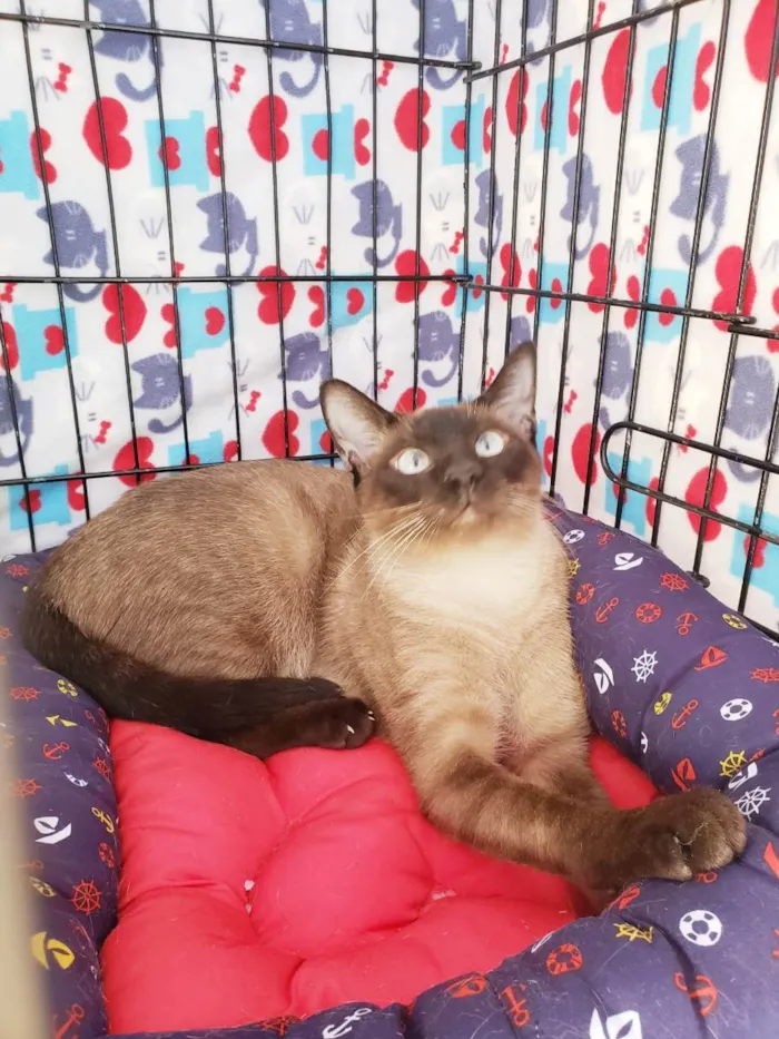 Gato ra a Srd idade 7 a 11 meses nome Ozzy