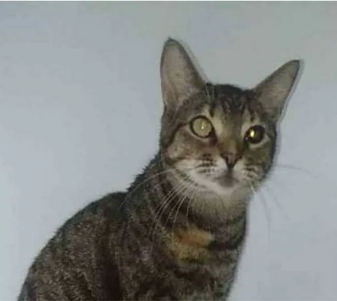 Gato ra a srd tigradinha  idade 3 anos nome LISSY