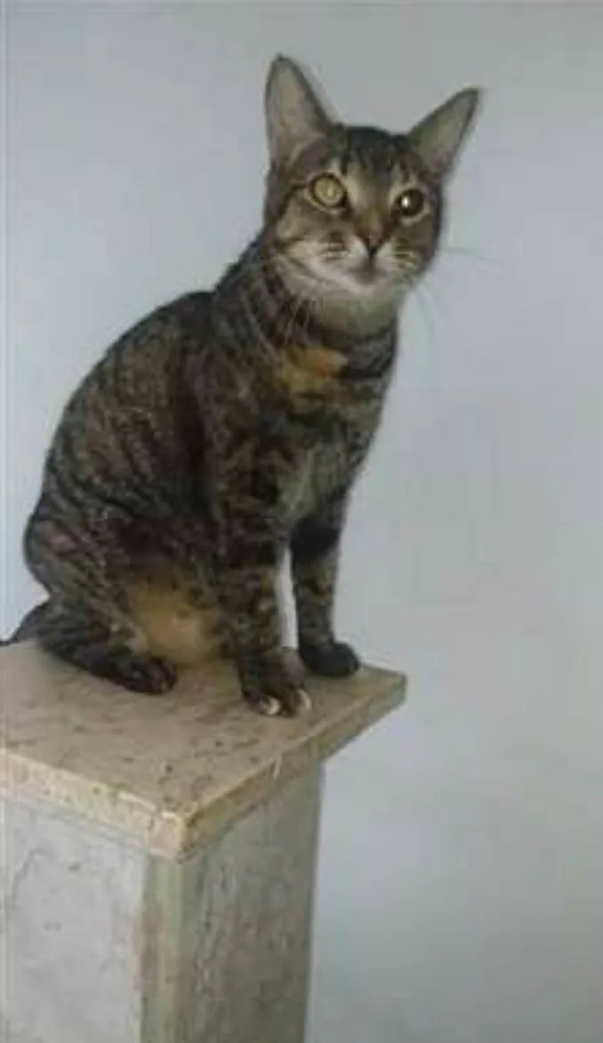 Gato ra a srd tigradinha  idade 3 anos nome LISSY