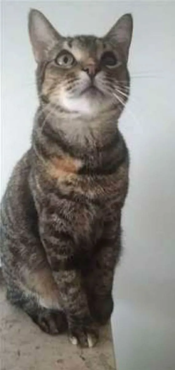 Gato ra a srd tigradinha  idade 3 anos nome LISSY