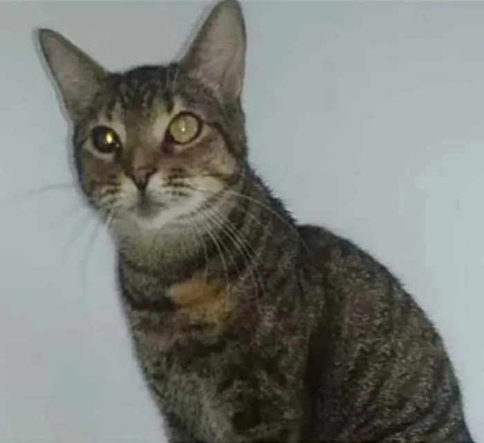 Gato ra a srd tigradinha  idade 3 anos nome LISSY