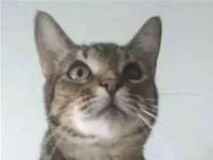 Gato raça srd tigradinha  idade 3 anos nome LISSY