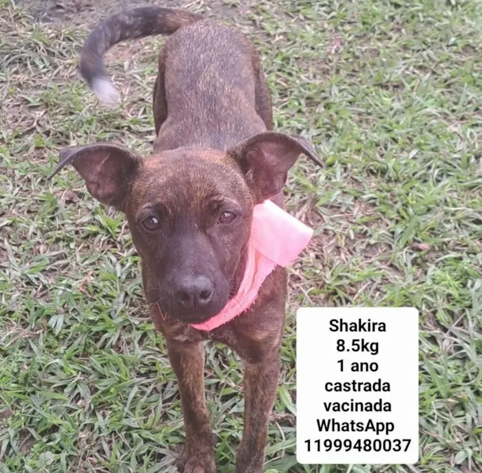 Cachorro raça Sem raça definida  idade 1 ano nome Shakira 