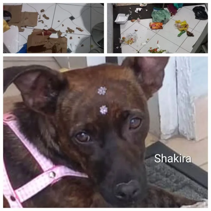 Cachorro raça Sem raça definida  idade 1 ano nome Shakira 