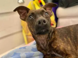 Cachorro raça Sem raça definida  idade 1 ano nome Shakira 