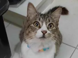 Gato raça srd tricolor idade 7 a 11 meses nome BENEDITA 
