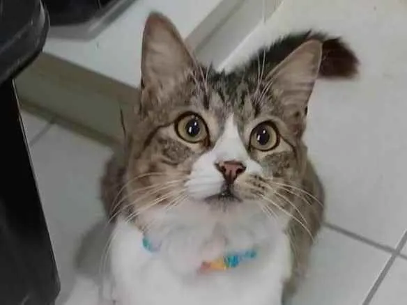 Gato raça srd tricolor idade 7 a 11 meses nome BENEDITA 