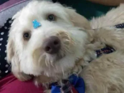 Cachorro raça Mestiço idade 4 anos nome Billy