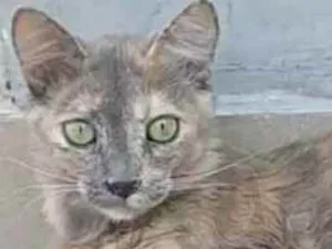 Gato raça srd escaminha  idade 7 a 11 meses nome SUZY