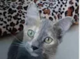 Gato raça srd escaminha  idade 7 a 11 meses nome SUZY