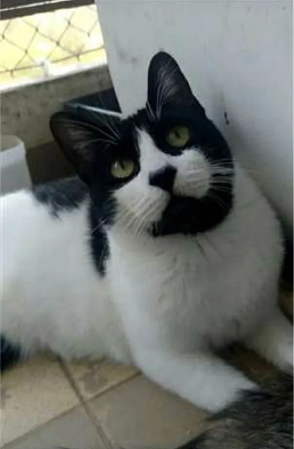 Gato ra a srd frajolinha  idade 2 anos nome FILÓ
