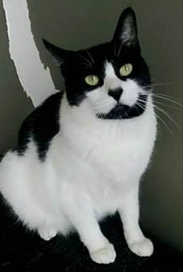 Gato ra a srd frajolinha  idade 2 anos nome FILÓ