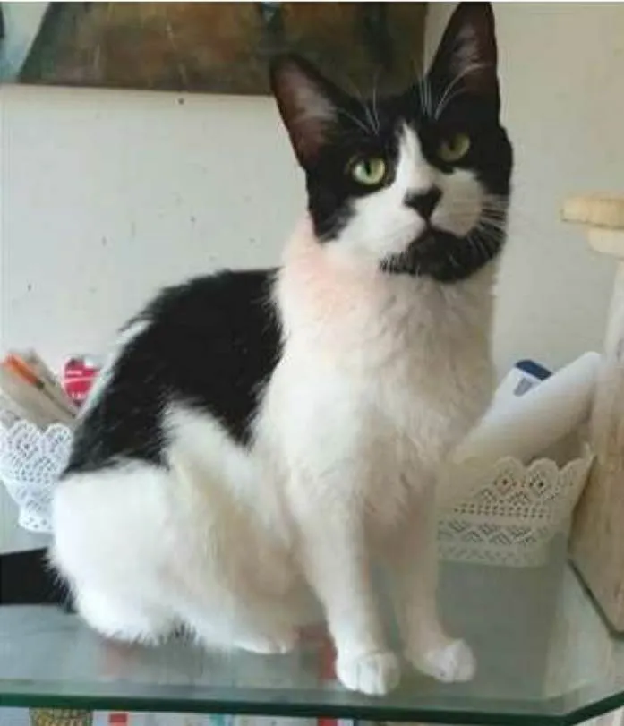 Gato ra a srd frajolinha  idade 2 anos nome FILÓ