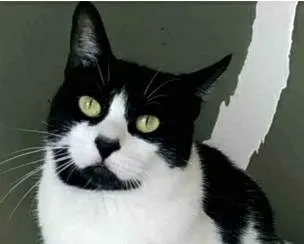 Gato ra a srd frajolinha  idade 2 anos nome FILÓ
