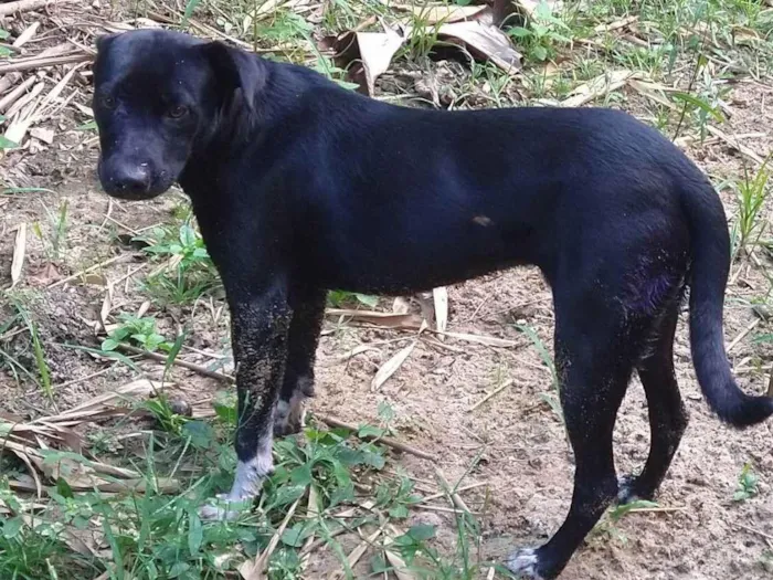 Cachorro ra a Não definida  idade 7 a 11 meses nome Black