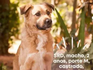 Cachorro raça Sem raça definida  idade 2 anos nome Spike 