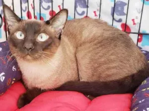 Gato raça Srd idade 7 a 11 meses nome Ozzy