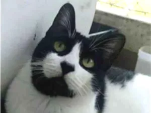 Gato raça srd frajolinha  idade 2 anos nome FILÓ