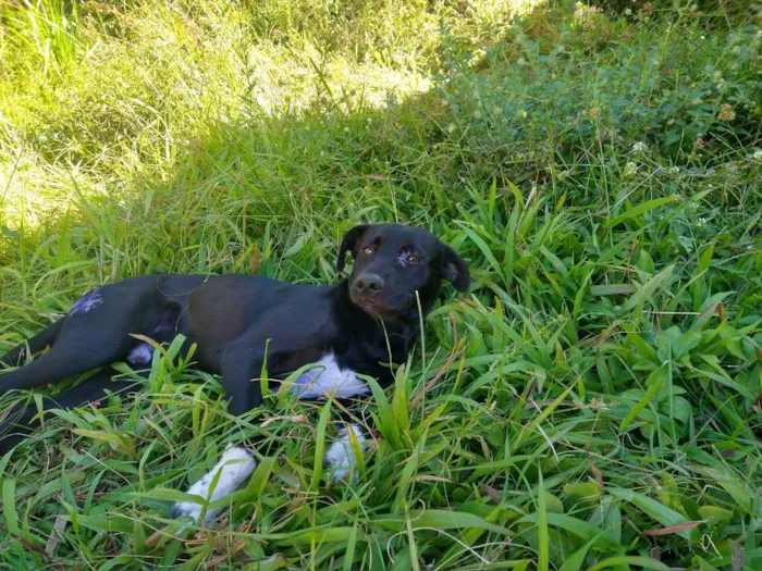 Cachorro ra a Não definida  idade 7 a 11 meses nome Black