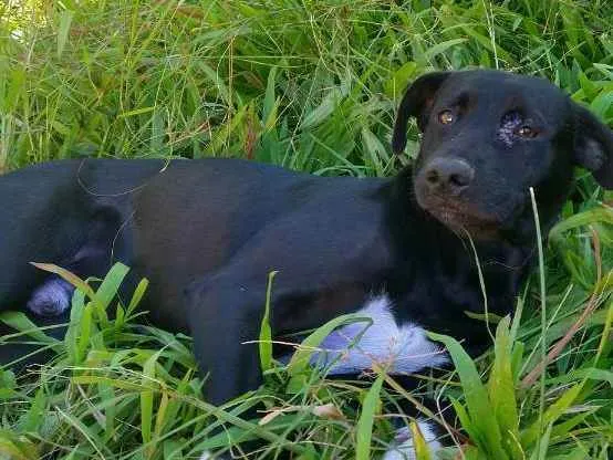 Cachorro ra a Não definida  idade 7 a 11 meses nome Black