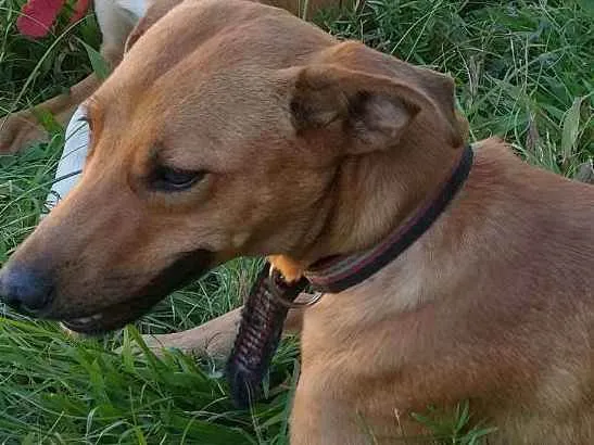 Cachorro ra a Não definida  idade 1 ano nome Fifi