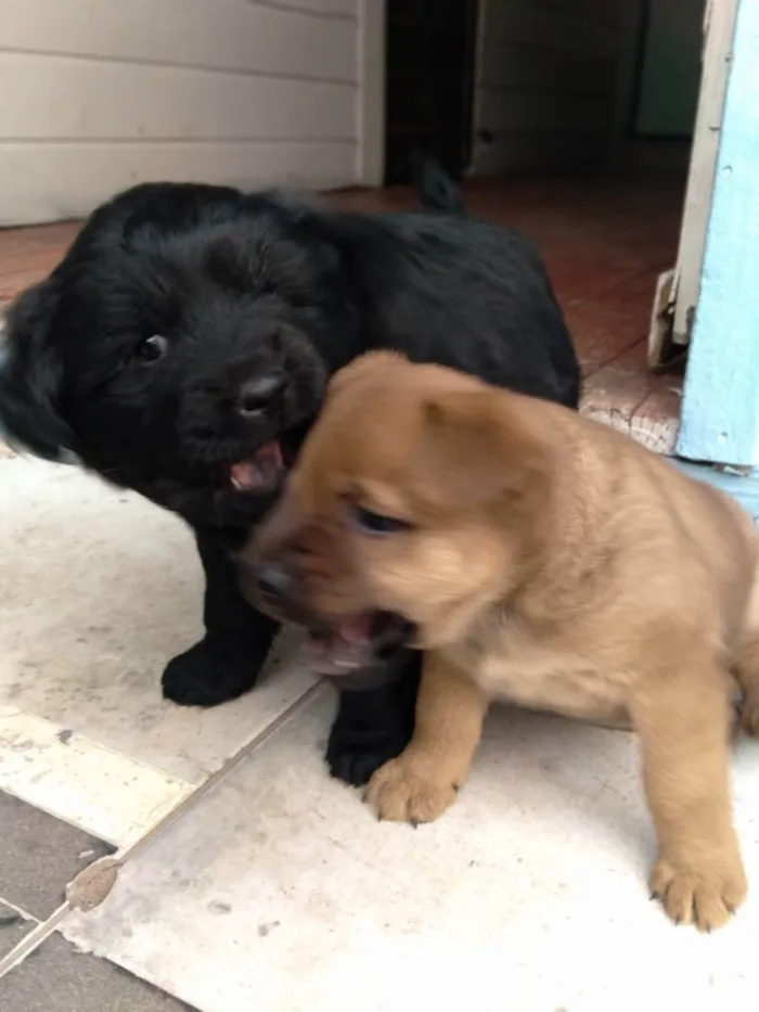 Cachorro ra a vira lata  idade Abaixo de 2 meses nome Sem nome 