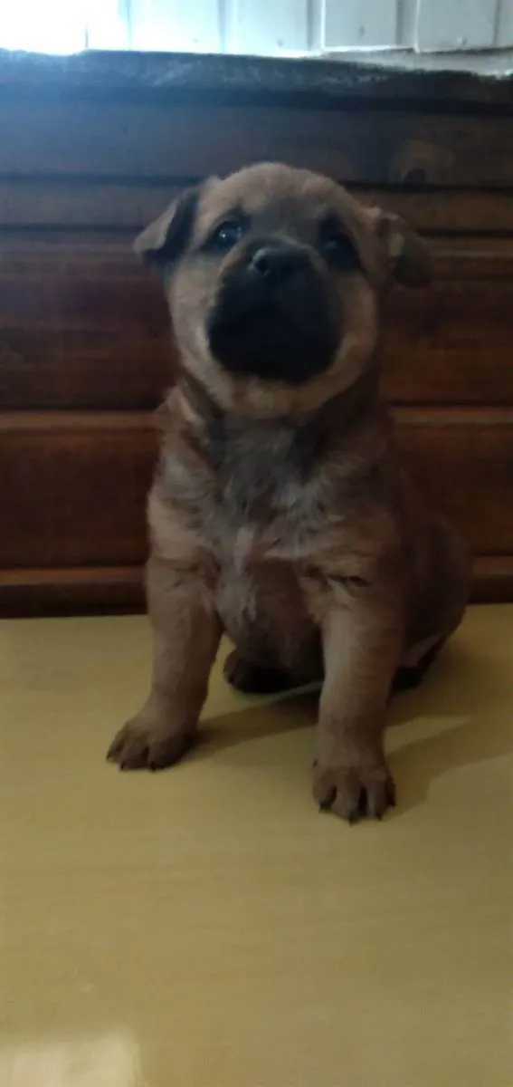 Cachorro ra a vira lata  idade Abaixo de 2 meses nome Sem nome 