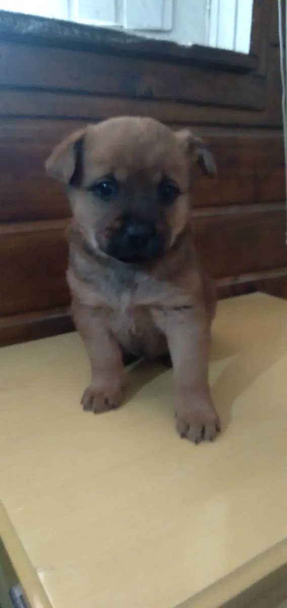 Cachorro ra a vira lata  idade Abaixo de 2 meses nome Sem nome 