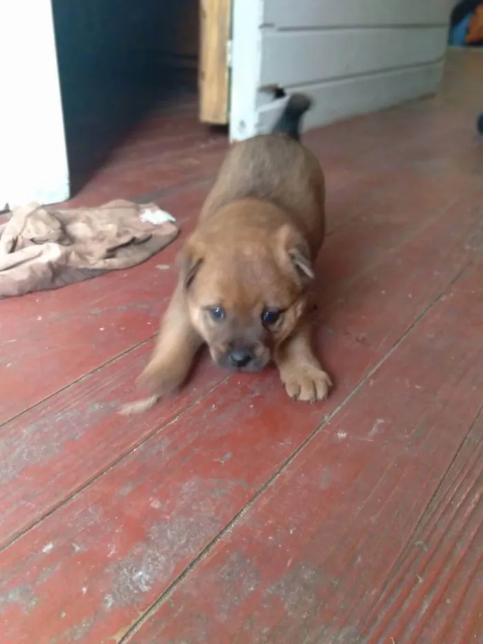 Cachorro ra a vira lata  idade Abaixo de 2 meses nome Sem nome 