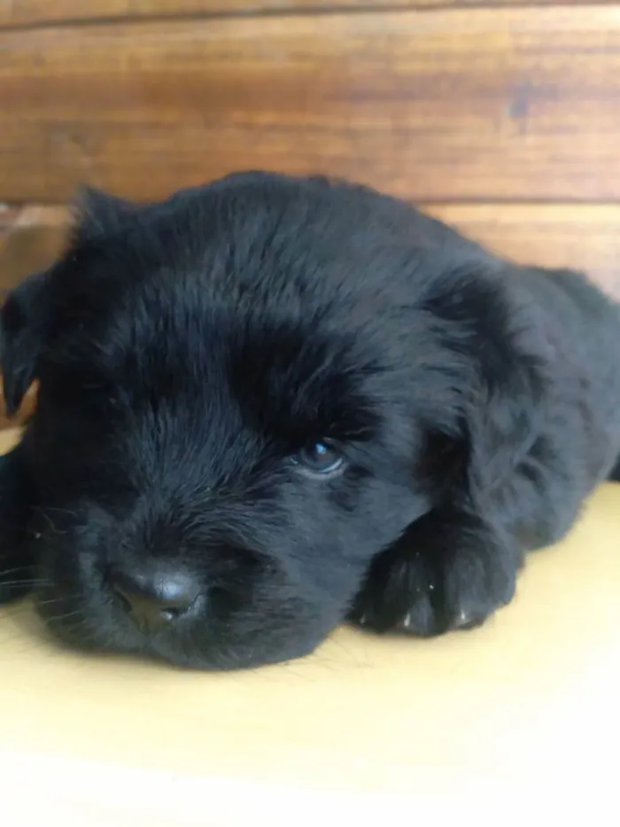 Cachorro ra a vira lata  idade Abaixo de 2 meses nome Sem nome 