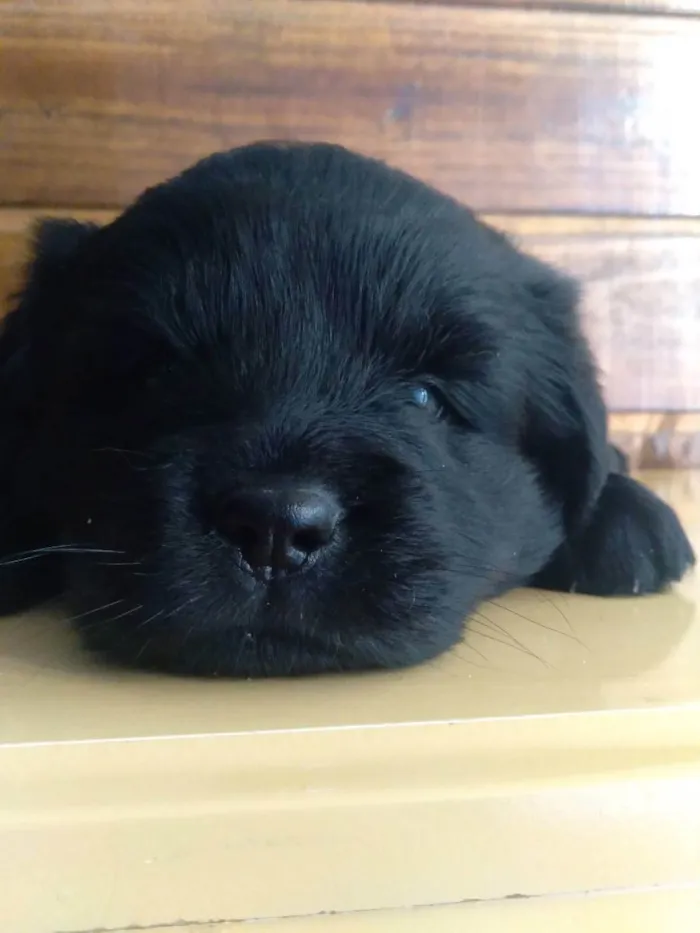 Cachorro ra a vira lata  idade Abaixo de 2 meses nome Sem nome 