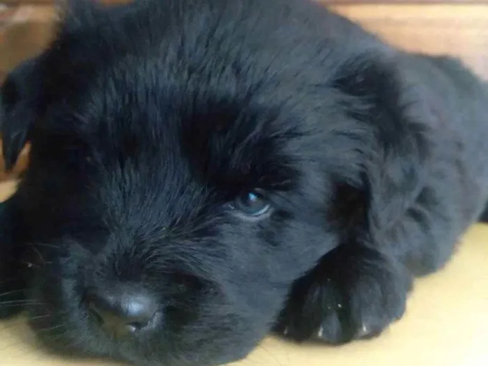 Cachorro ra a vira lata  idade Abaixo de 2 meses nome Sem nome 